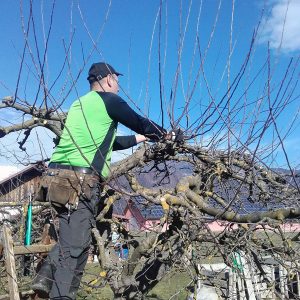 Obrezovanje Sadnega Drevja In Obrezovanje Oreha - LesJeZlato